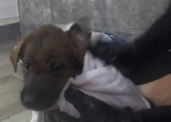 M0208049 Rescue baby dog rescue animals animalsoftiktok rescueanimals fyp