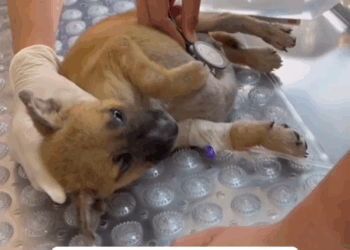 M0208050 No lo queremos dormir pobrecito nadie lo ha apoyado tan chiquito sufriendo perros animales doglover refugiodeanimales dogs part2