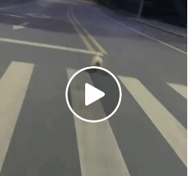 M1008001 Why this dog is chasing me adoptdontshop adoptstrays helpneeded Animal Pulse part1