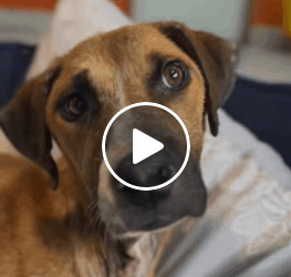 M1008004 Amamos marta te gustaria ver mas videos de ella perros parati part2