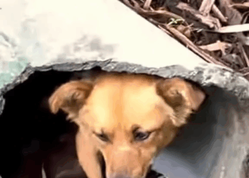 M3108012 dog animals animalsrescue cat fyp Pets Family Rescue part2