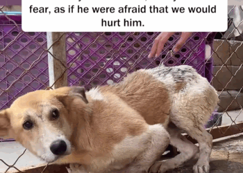 M1009007 Rescue puppy with an injured front leg