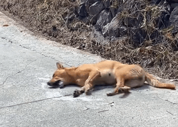 M0309002 poordog doglover dog dogsoftiktok part2