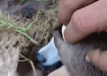 M1009011 rescue little puppies and mother