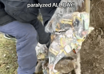 M1009014 PARALYZED HUSKY YELPING IN PAIN RESCUED AND ON THE WAY TO THE ER RIG