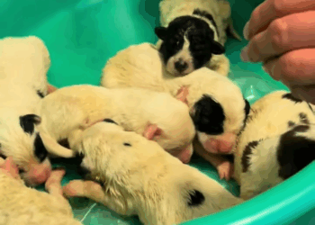 M0309003 Quella che sentite la mia voce quella che vedete sono minuti di pa