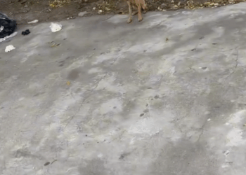 M2808012_s El rescate de cielito lindo PARTE Ricardo Camargo_part2