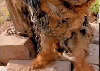 M0709001_straydog viralviedo lonelydog lovememode spayandneuter abandone…_part2