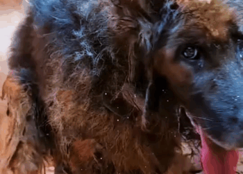 M1009017 sheepdog that has been imprisoned for many years is dirty and messy