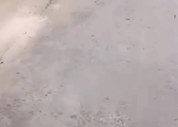 M1009022 straydog viralviedo lonelydog lovememode spayandneuter abandone