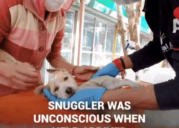 M1009024 Puppy agonizing on the street by its mother side is rescued part2