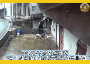 M1009025 Then climb up to the roof for what? Part 2