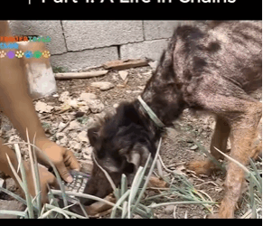 M0309009 From Chains to Chance animals fyp dogsoftiktok foryoupage fyp p