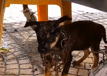 M1009027 Rescue Team save puppie life video puppies puppydog puppie pu