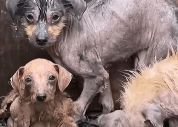 M0309010 Rescue homeless dogs rescue animals rescueanimals puppy dog part2