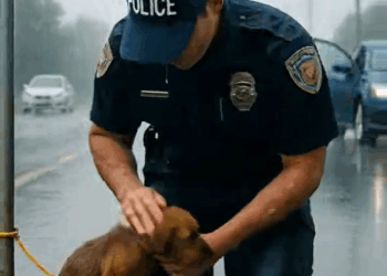 M1009030 Police Officer Rescued Helpless Puppy from the Rain Sweet memes part2