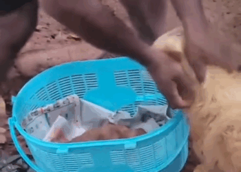 M1009032 Rescue Homeless puppies puppy puppyrescue doglover funny pets collective part2