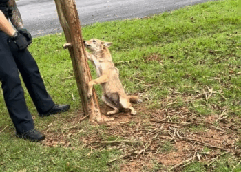 M1108021 WOW Springville AL police rescue coyote stuck in tree part2