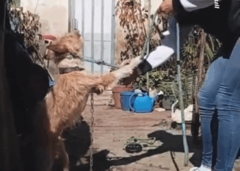 M1009035 HE DOESN’T KNOW IT BUT IT’S HIS LAST DAY ON A CHAIN ​​A woman showed the moment of Boris’ rescue, a dog that was tied up with part2