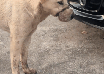 M1209004_Why do this to it animals Foryou Friendship Us fyp dog_part2