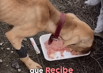 M1209010 Este Perrito fue Desechado como si su Vida no valiera Nada part2