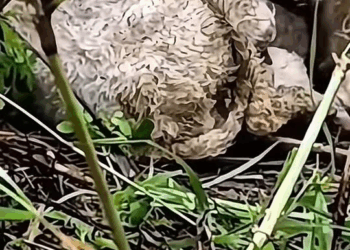 M1209014 dog poordog rescuedog dogvideos part2