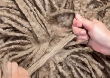 M1609001_three minutes cordedpoodle poodle standardpoodle doggram poodlegram po_part2