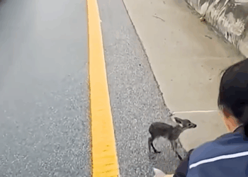 M1609002_From Danger to Safety Fawn New Beginning_part2