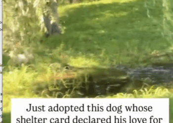 M1609009_Nobody can fully understand the meaning of love unless he owned dog dog dogsofinstagram doglover pets petlovers pe_part2