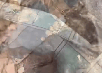 M1709002 part rescues poor dog fyp foryou dog dogs rescuesdog poordog