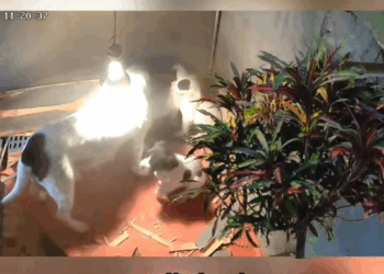 M1709004 oh my god poor little dog fun animals9 dog dogs dogsoftiktok a