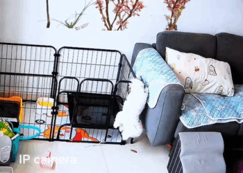 M1709005 poor little dog videos recorded by surveillance camera dog videos d