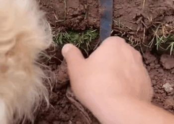 M1709006 Crazy garden findings