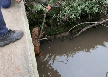 M1709008 pet fyp xuhuong trending dog dogsoftiktok petsoftiktok part2