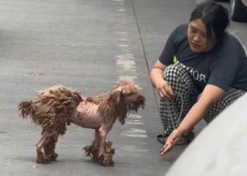 M1709009_Rescue poor dog pet xuhuong fyp trending dogsoftiktok petsoftik…_part2