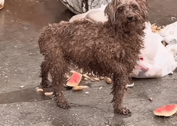 M1709016 recently saw stray dog wandering around