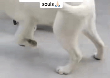 M1709017 Animals Rescue rescuedog dogrescue dogsofttiktok foryoupage fory