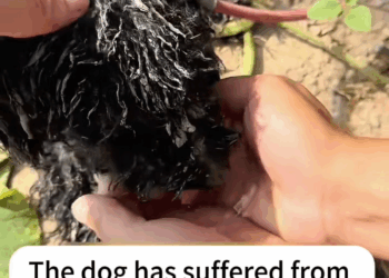 M1709019 The unattended puppy is thirsty