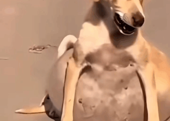 M1709021 Animals Rescue dogrescue rescuedog dogsofttiktok foryoupage fory