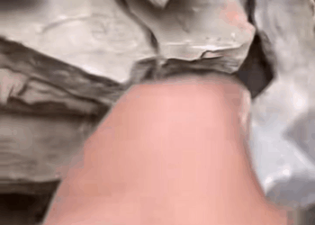 M1709023 Animals Rescue rescuedog dogrescue dogsofttiktok foryoupage fory