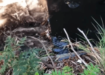 M1709026 Esse foi um resgate triste com um final feliz Créditos do vídeo naorii na petscao AmorDePet PetsFofos VidaDeCachorro Mundo part2