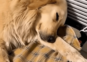 M1709030 Muchos animalitos aún sufren el frío la sed el hambre por la indiferencia humana