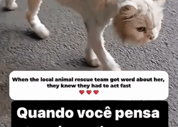M1709032 Por mais pessoas assim gato amor vida triste viral explorar amo vida deusnocomando viralvideos video jesús amor Andr part2