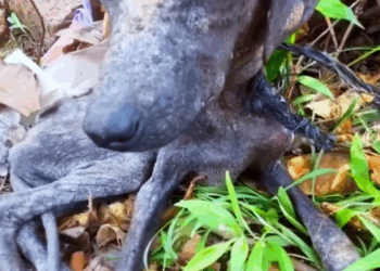 M1709025_Chula la Perrita que volvió Sonreír gracias al Amor_part2