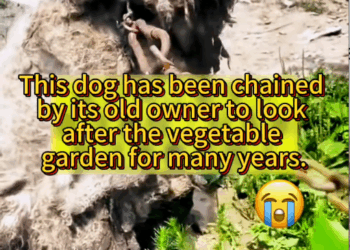 M1709018_Let the stray dogs in the world stop wandering. Stray Dogs_part2