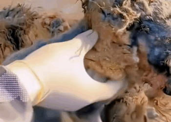 NGON straydog viralviedo lonelydog lovememode spayandneuter abandone…_part2