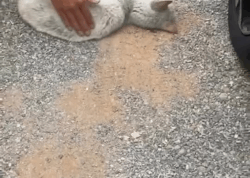 M1709034 Este pequeño estuvo días en ese estado nadie pensó en auxiliarlo