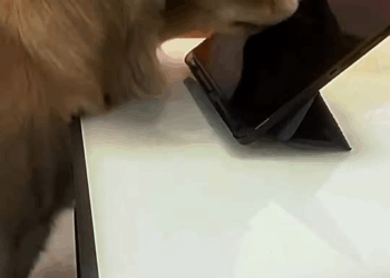 M1709036 rescued poor dog with broken leg on the street