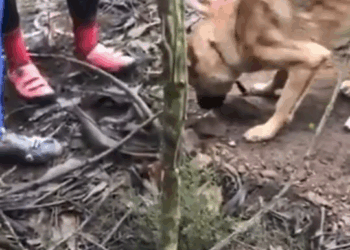 M1709037 La maldad del ser humano Nuno Rocha perros Portugal ciclista bicicleta rescate rescateanimal HUMANOS ciclismo MrDogy part2