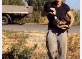 M1709039 He was too weak to live another day on the streets dogrescue hope Golden Future part2